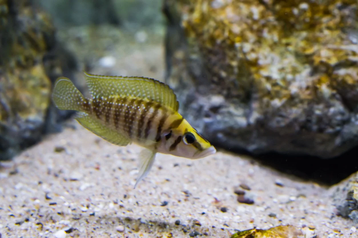 "Ink fin" o Calvus (Altolamprologus calvus)