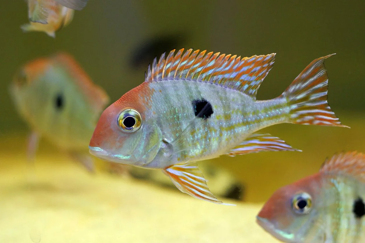 Geophagus tapajós