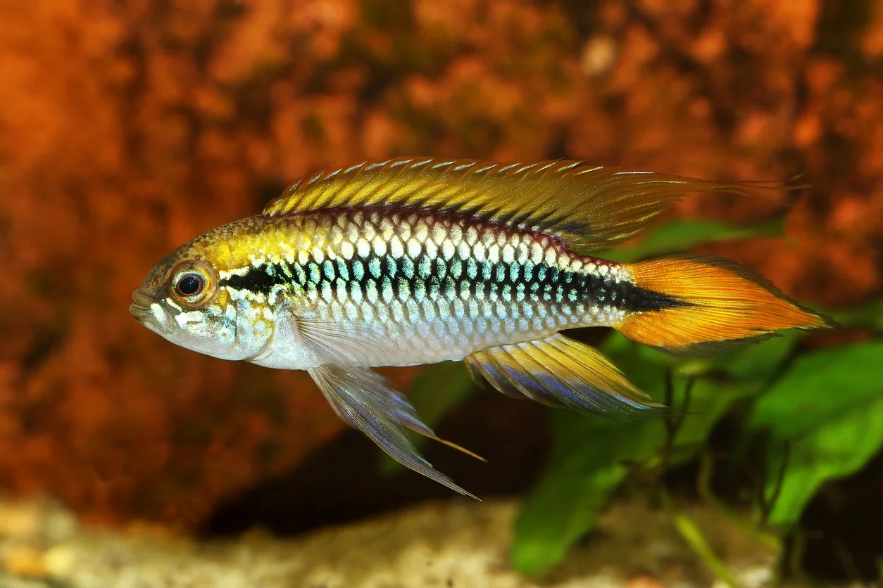 Apistogramma agassizii