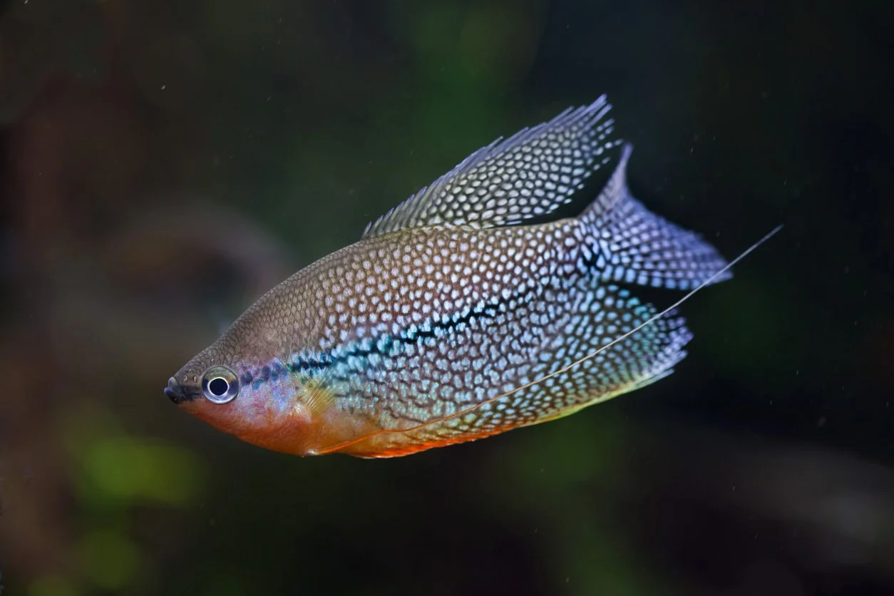 Gurami perla (Trichopodus leerii)