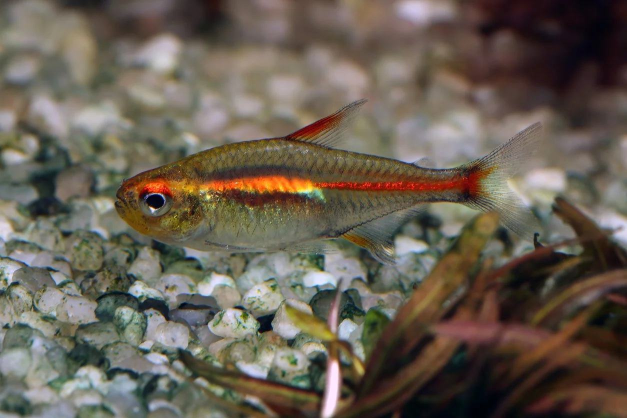 tetra glowlight (Hemigrammus erythrozonus)