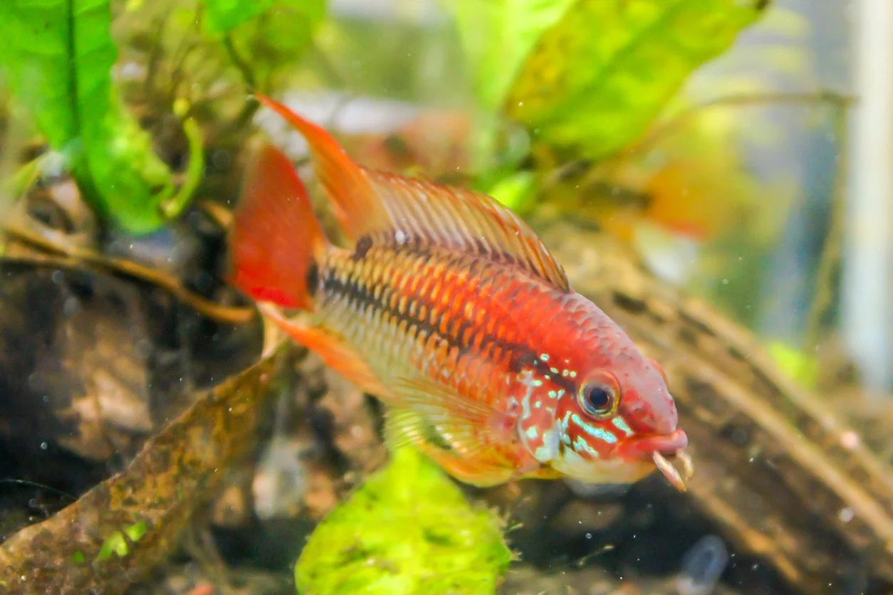 Apistogramma macmasteri