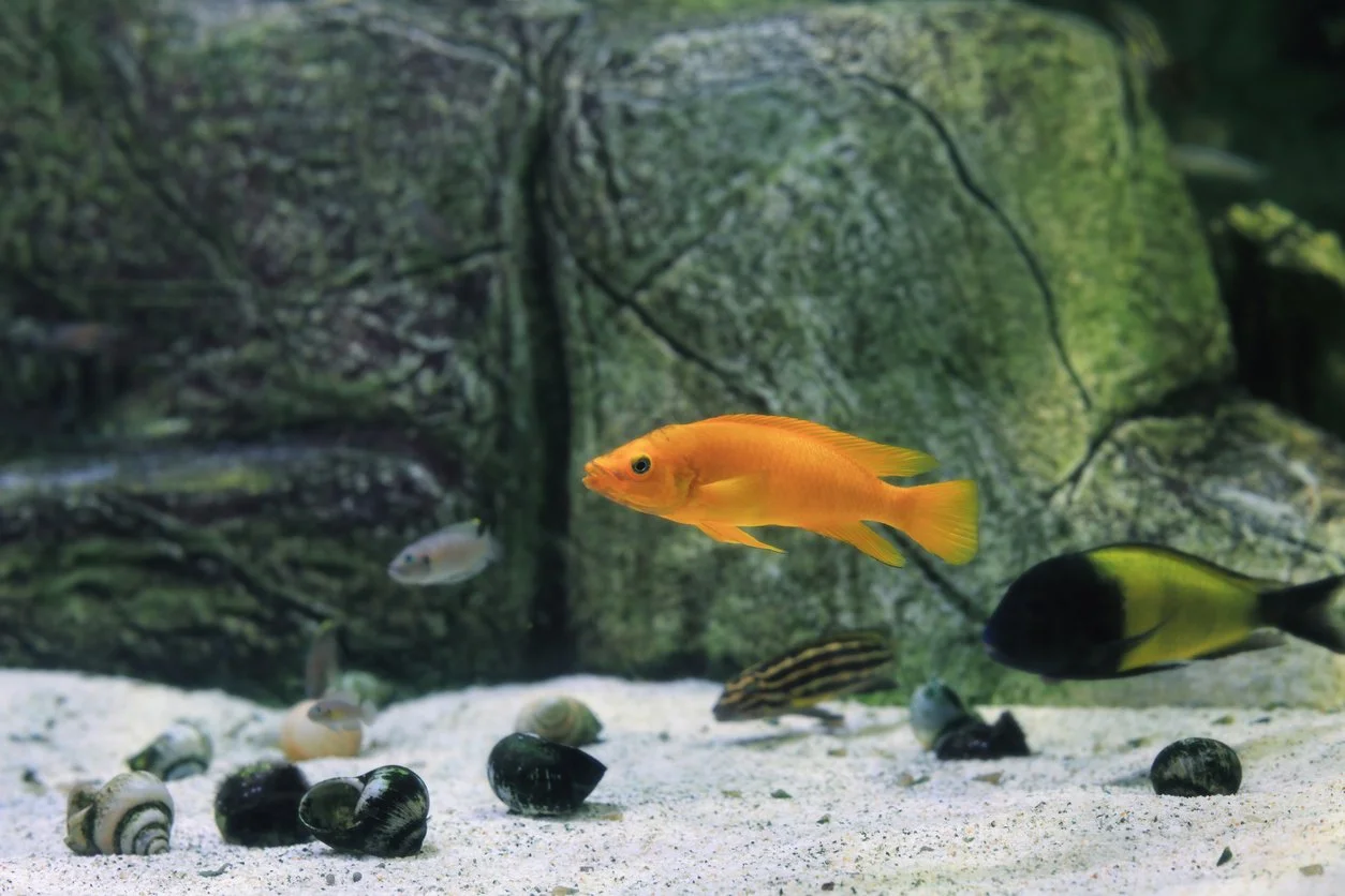 Cíclido limón y tropheus moori
