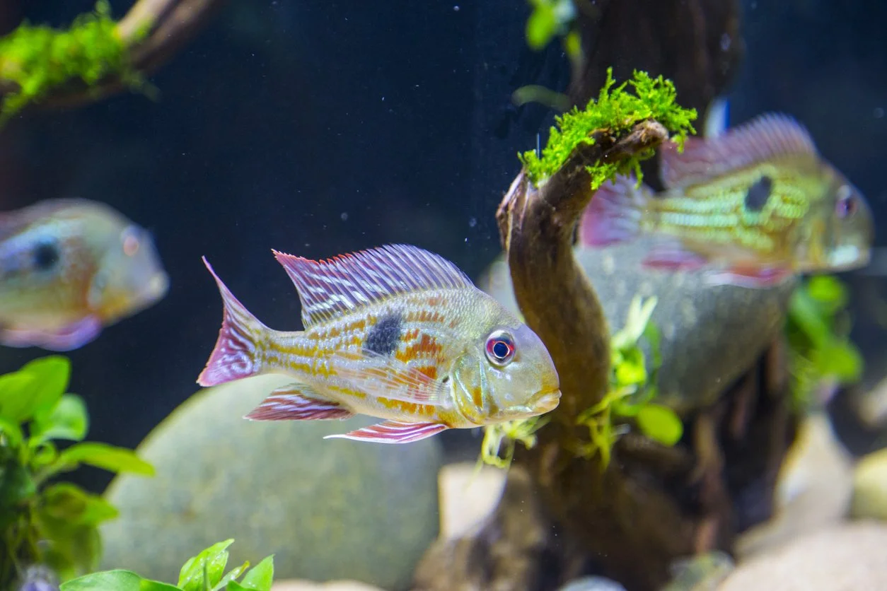 Geophagus sveni