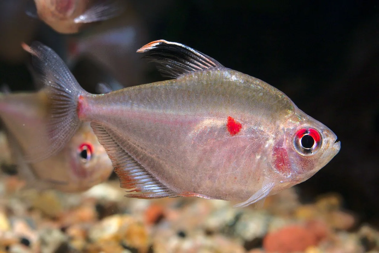 Tetra corazón sangrante  (Hyphessobrycon erythrostigma)