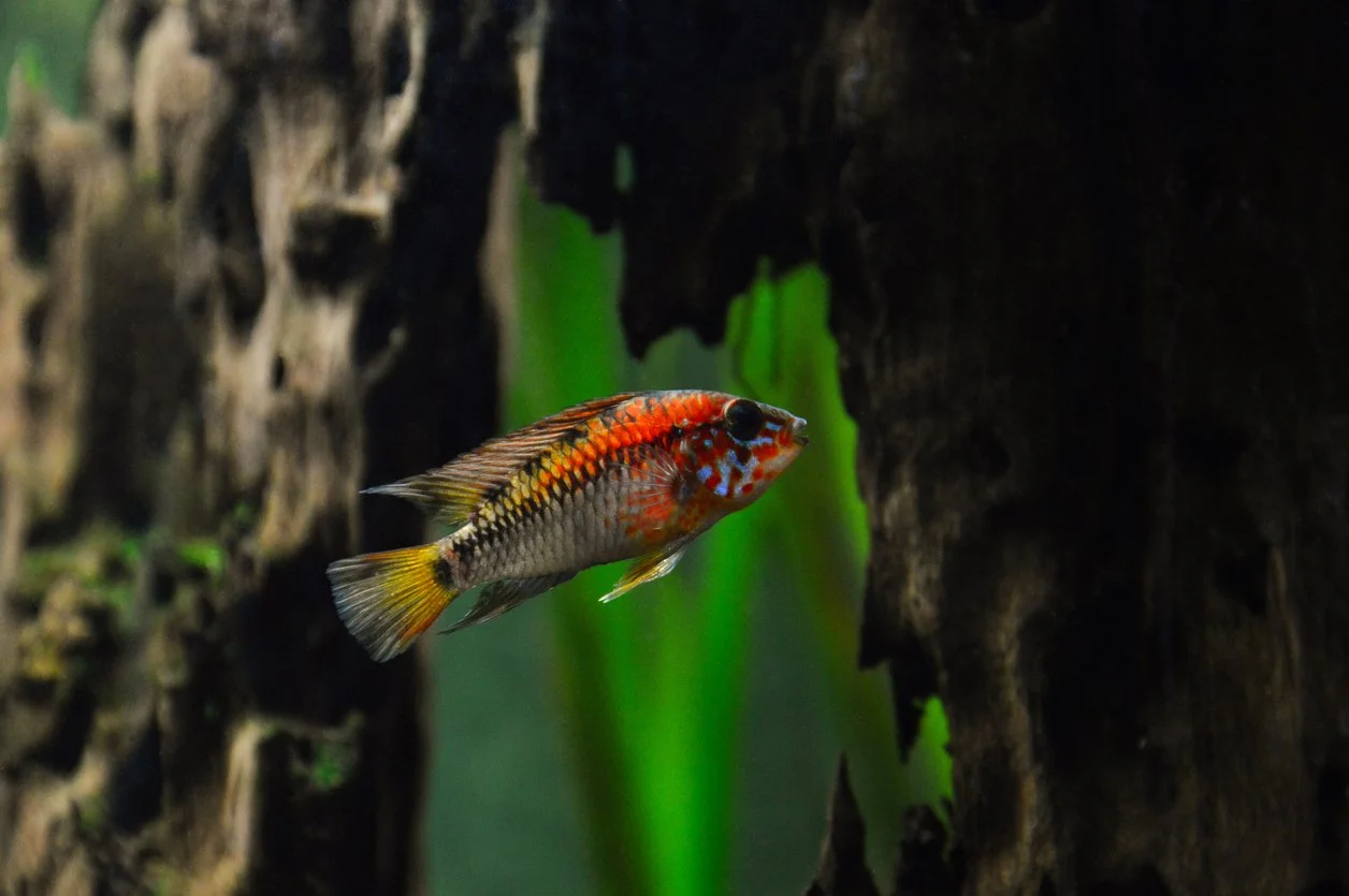 Apistogramma macmasteri