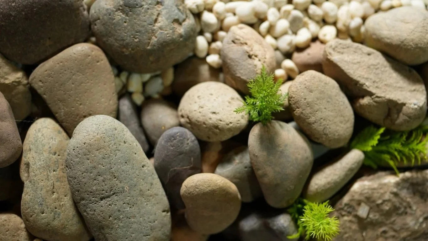 Piedras de rio pecera