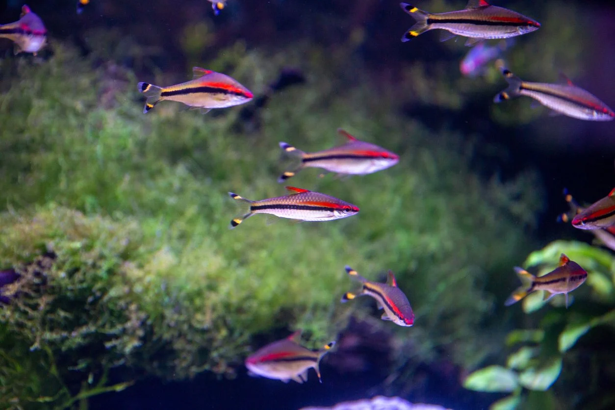 Roseline shark o barbo denison (Sahyadria denisonii)