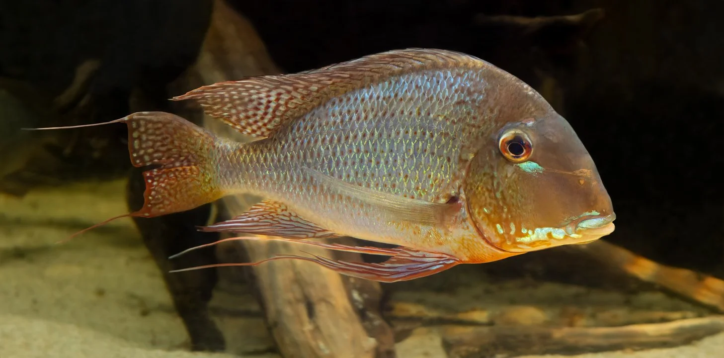 Geophagus altifrons