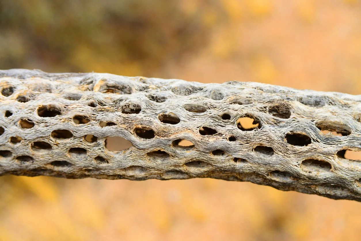 Cholla wood, tronco hueco de cactus para gambario