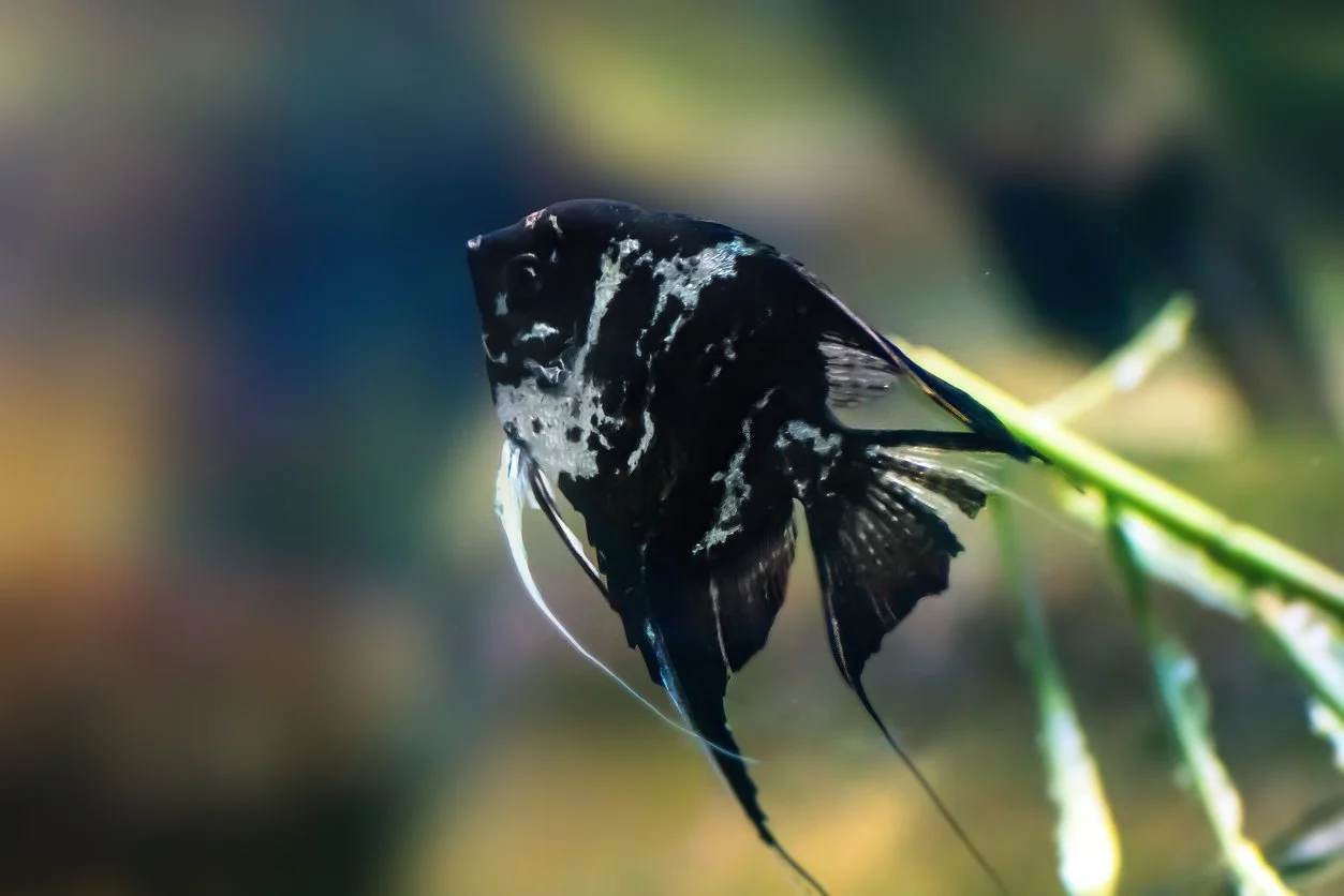 Pez ángel (Pterophyllum scalare)