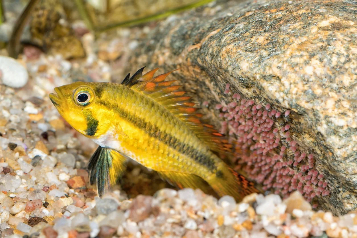 Apistogramma cacatuoides