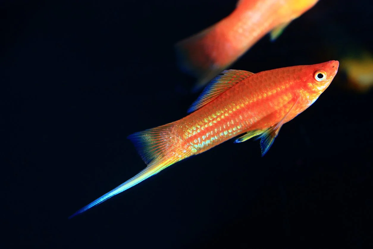 Swordtail o cola de espada