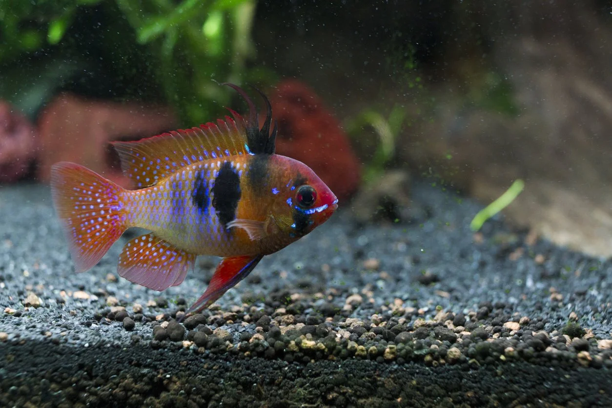 Ram alemán azul