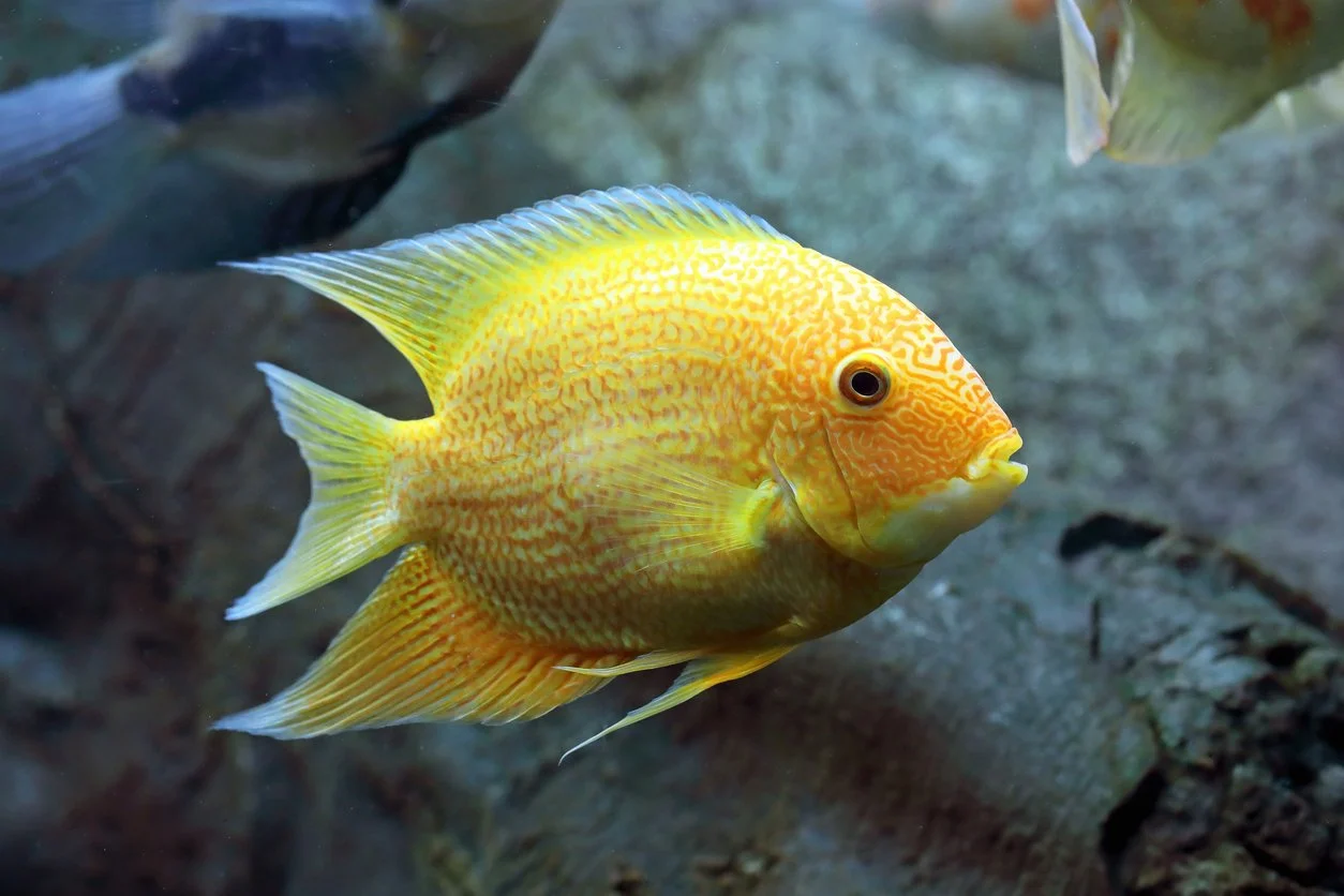 Severum dorado