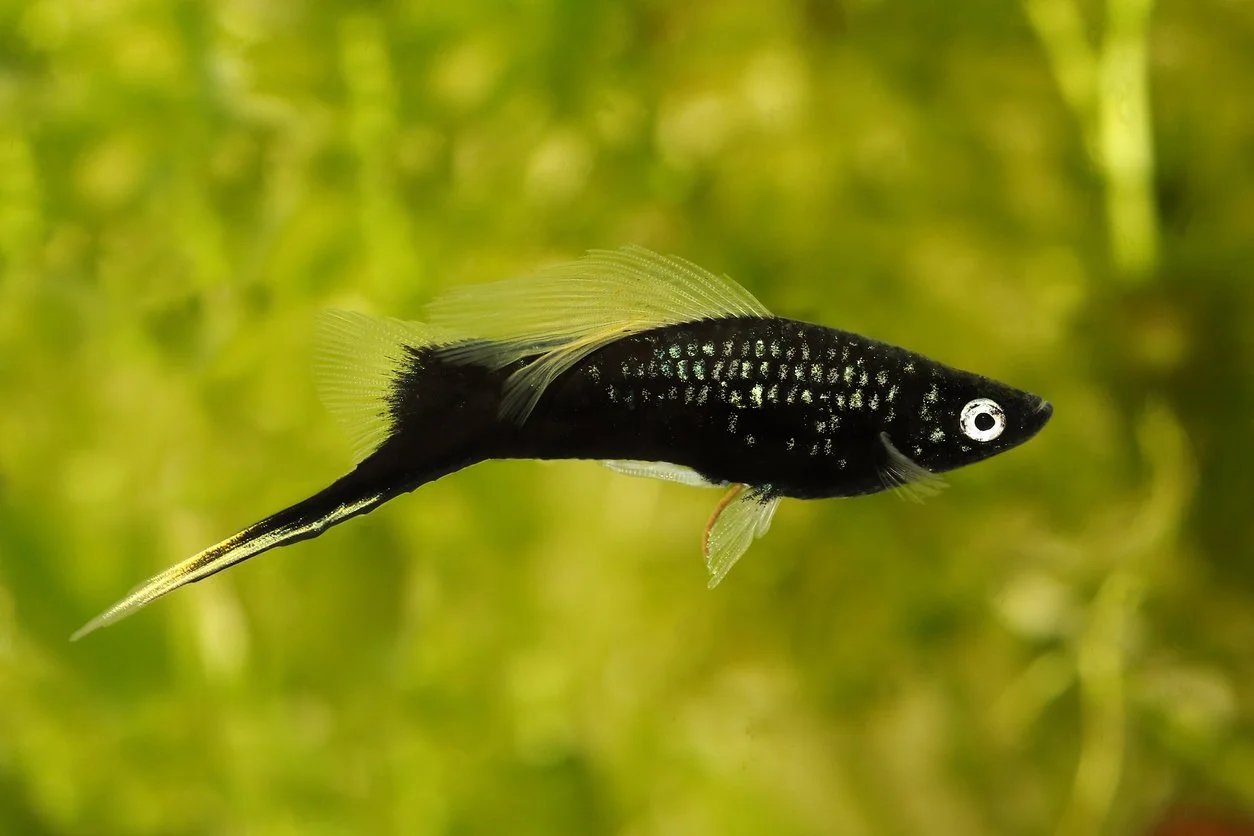 Swordtail o cola de espada