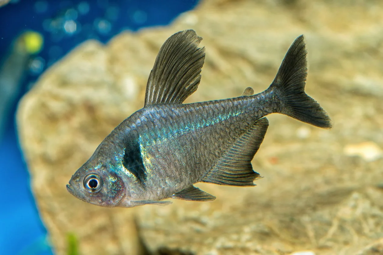 tetra fantasma negro