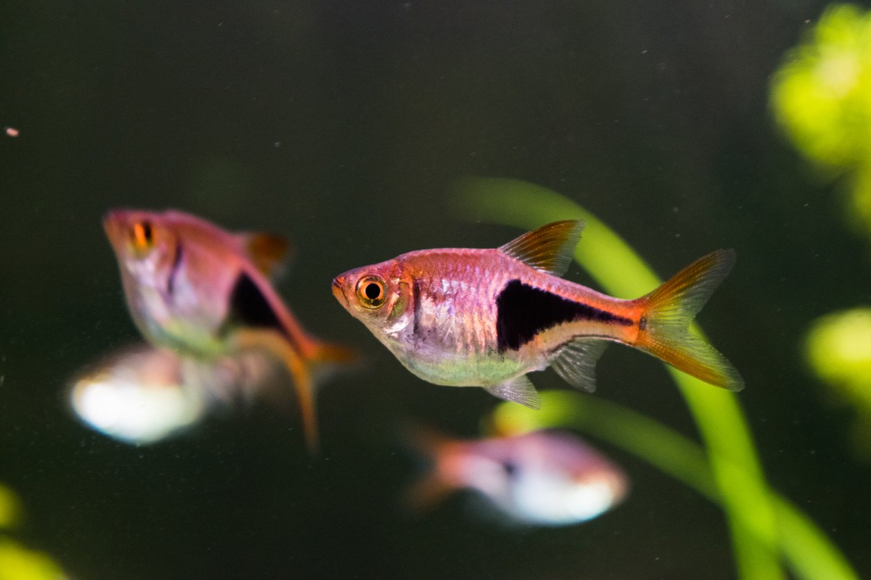 rasbora arlequín - Trigonostigma heteromorpha