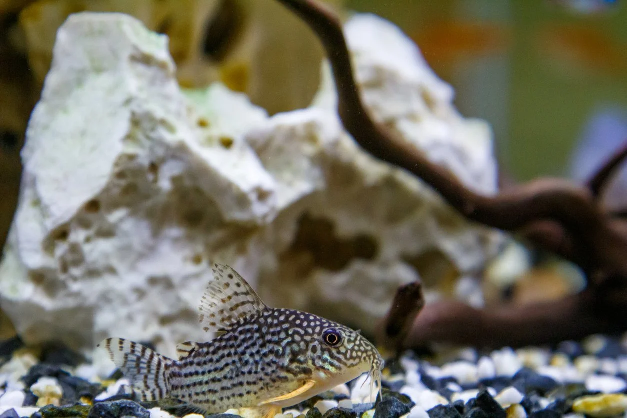 Corydora sterbai