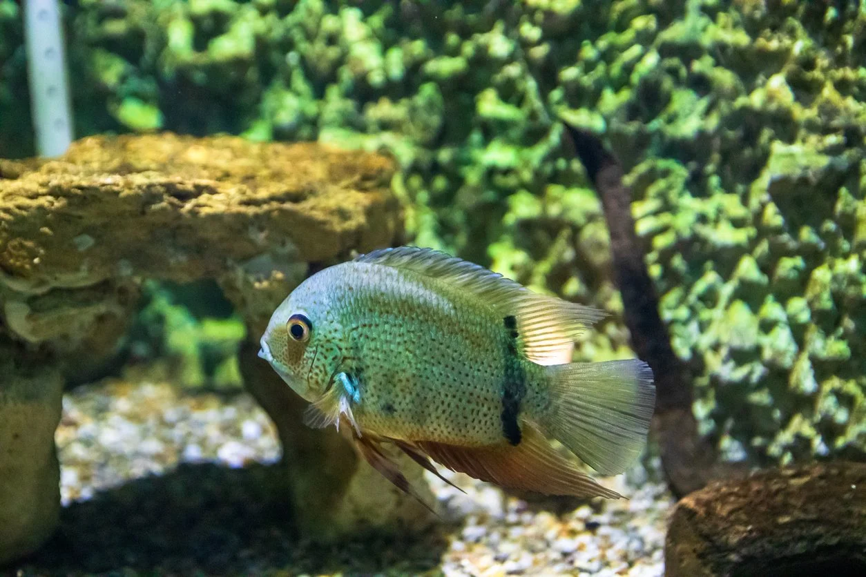 Severum turquesa