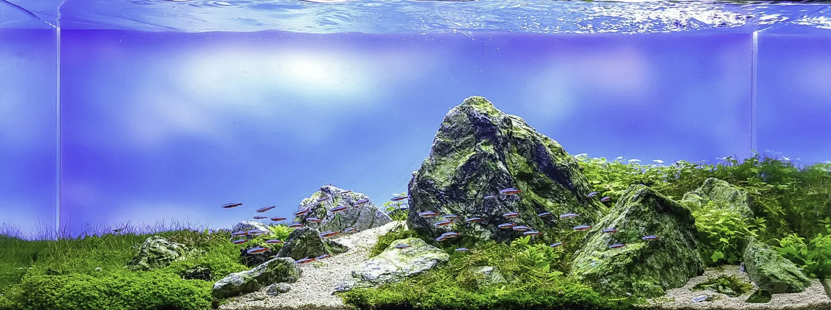 Aquascaping estilo iwagumi