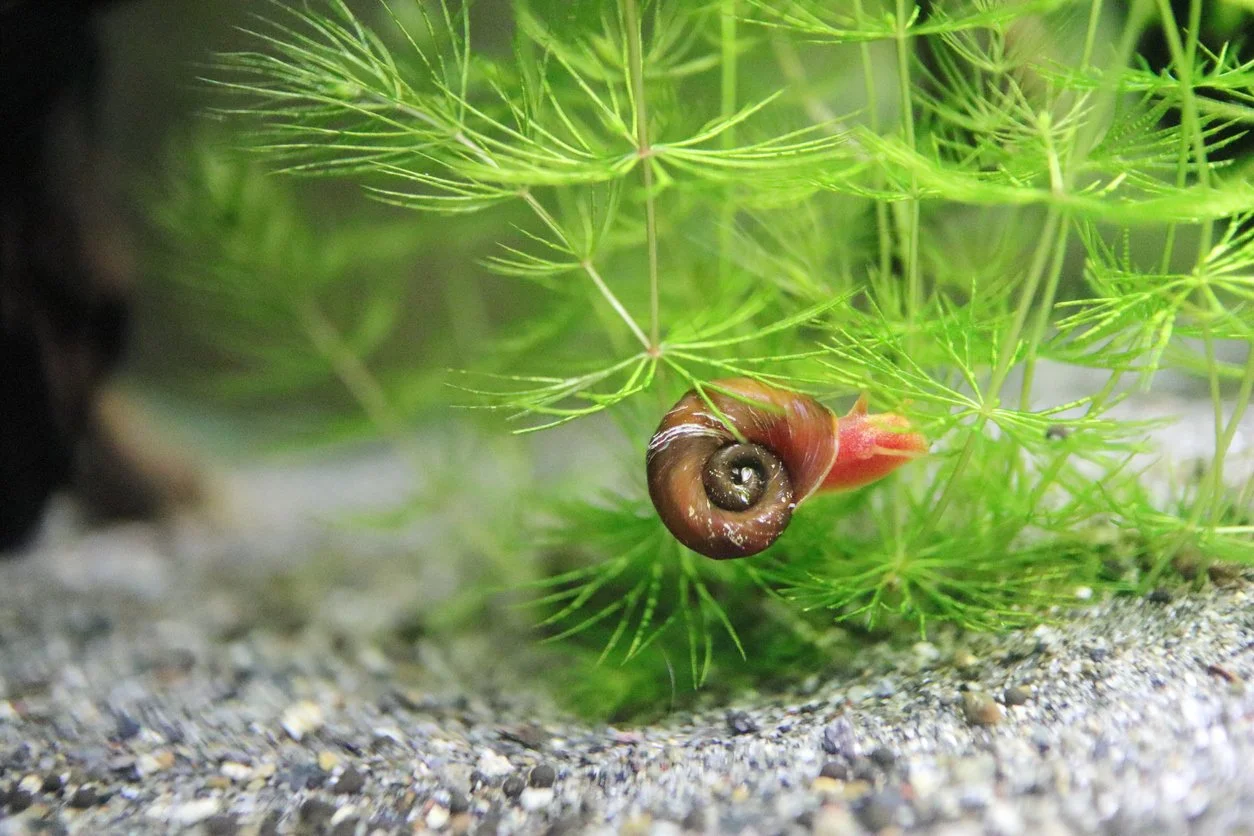 Caracol cuerno de carnero o planorbis sobre una hoja