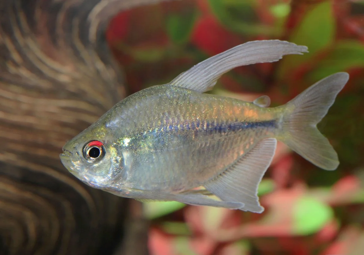 Moenkhausia pittieri  Tetra diamante