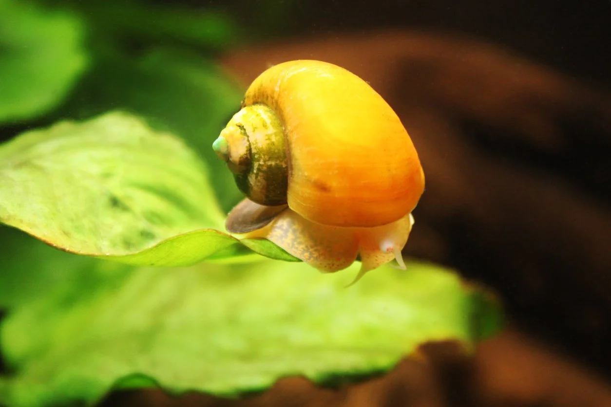 caracol manzana