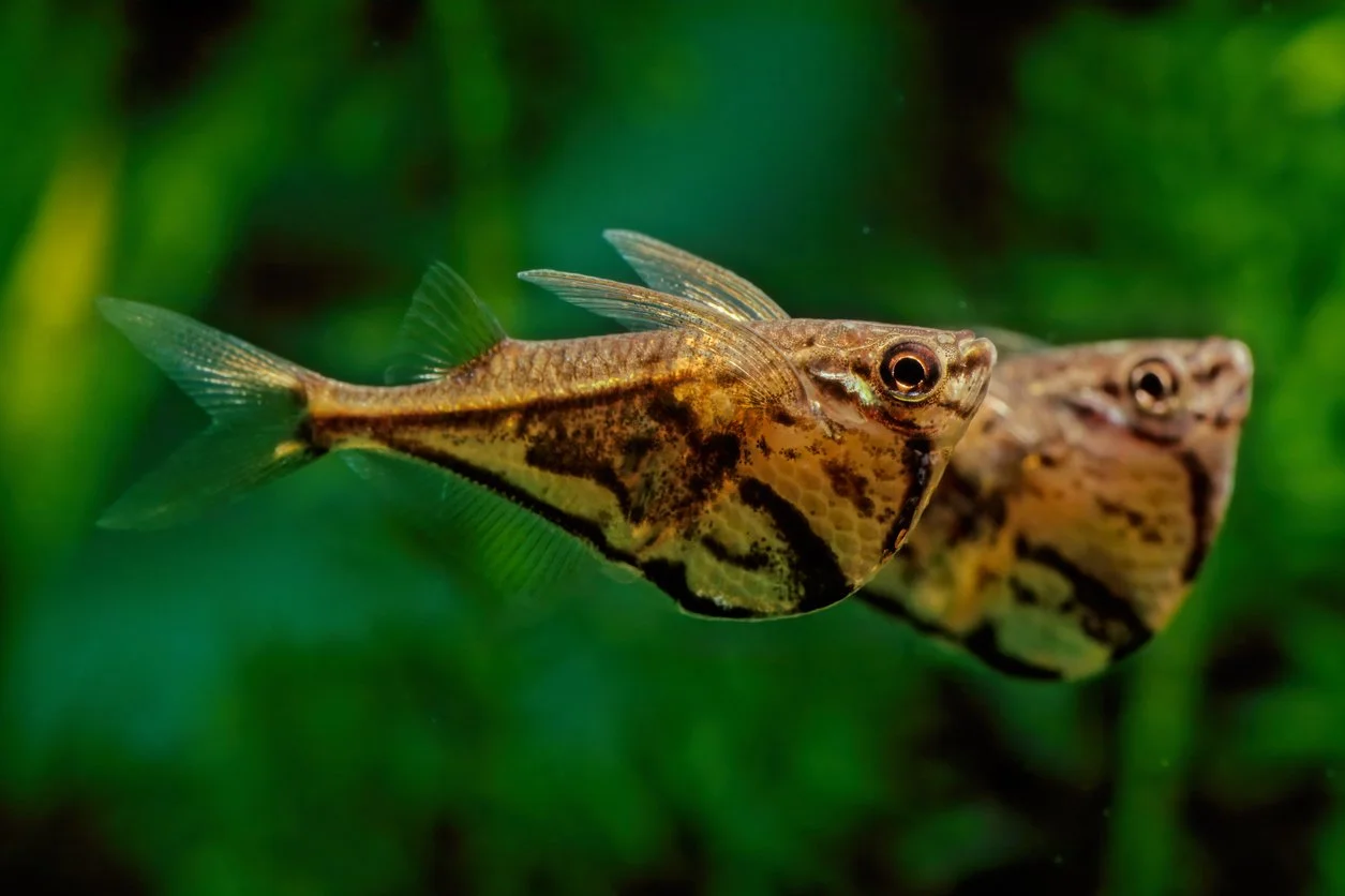 Pez hacha   (Carnegiella strigata)