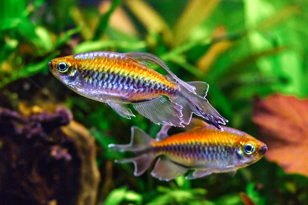 Tetra congo