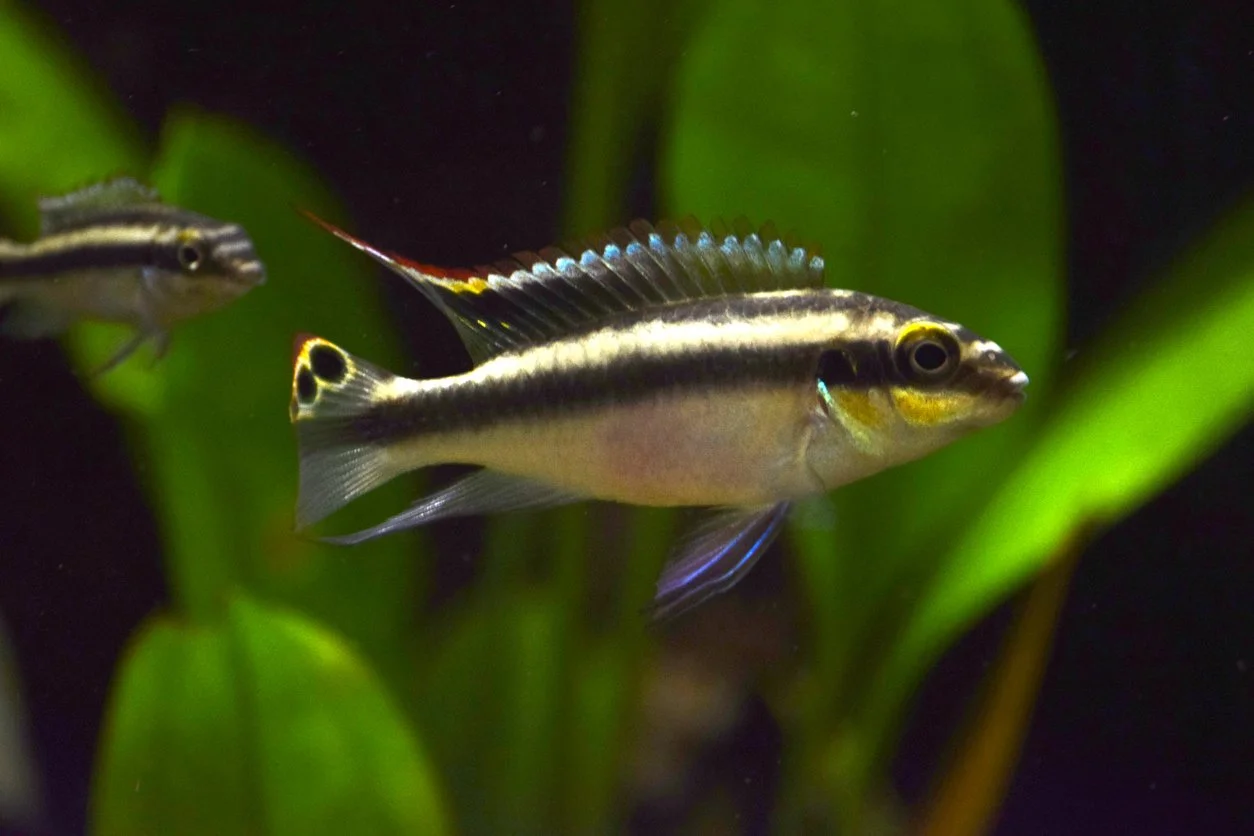 Kribensis (Pelvicachromis pulcher)