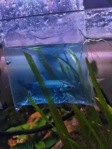 Alien betta