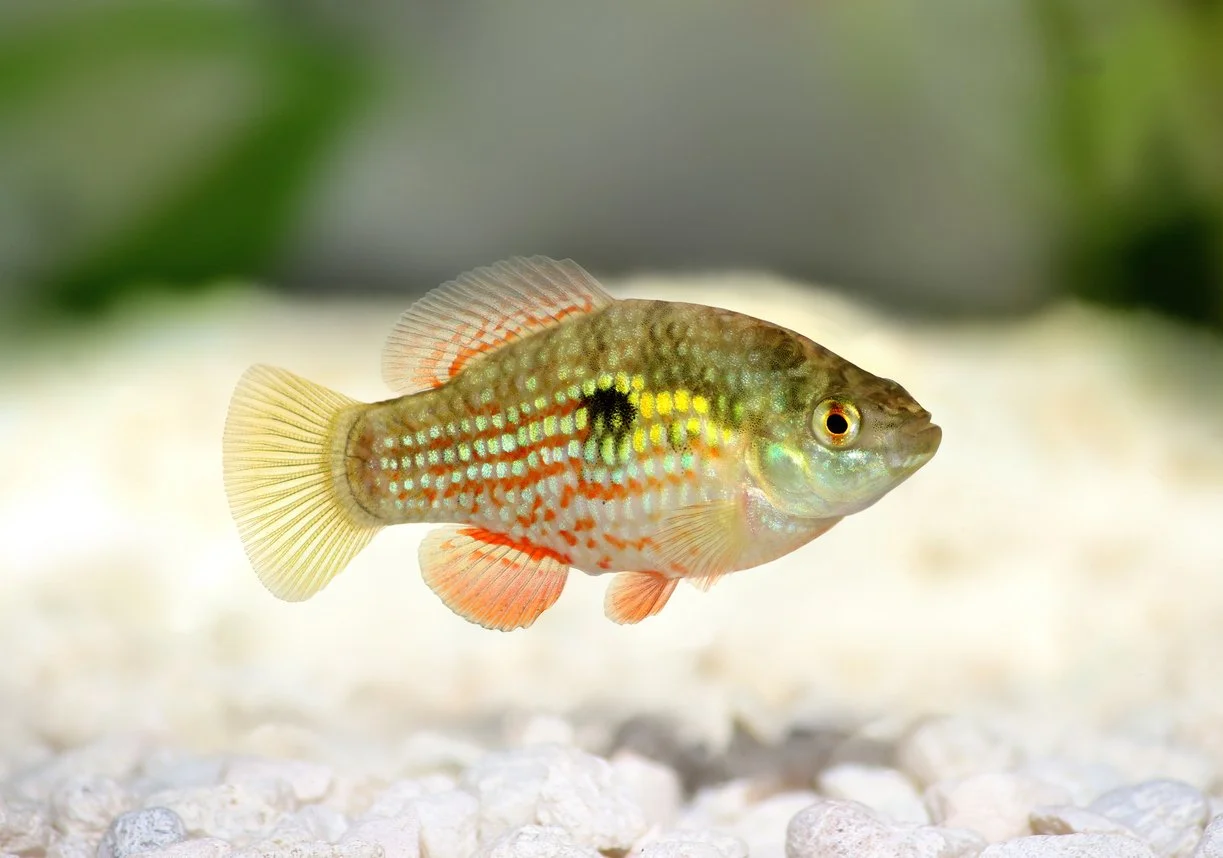 Pez bandera americano (Jordanella floridae )