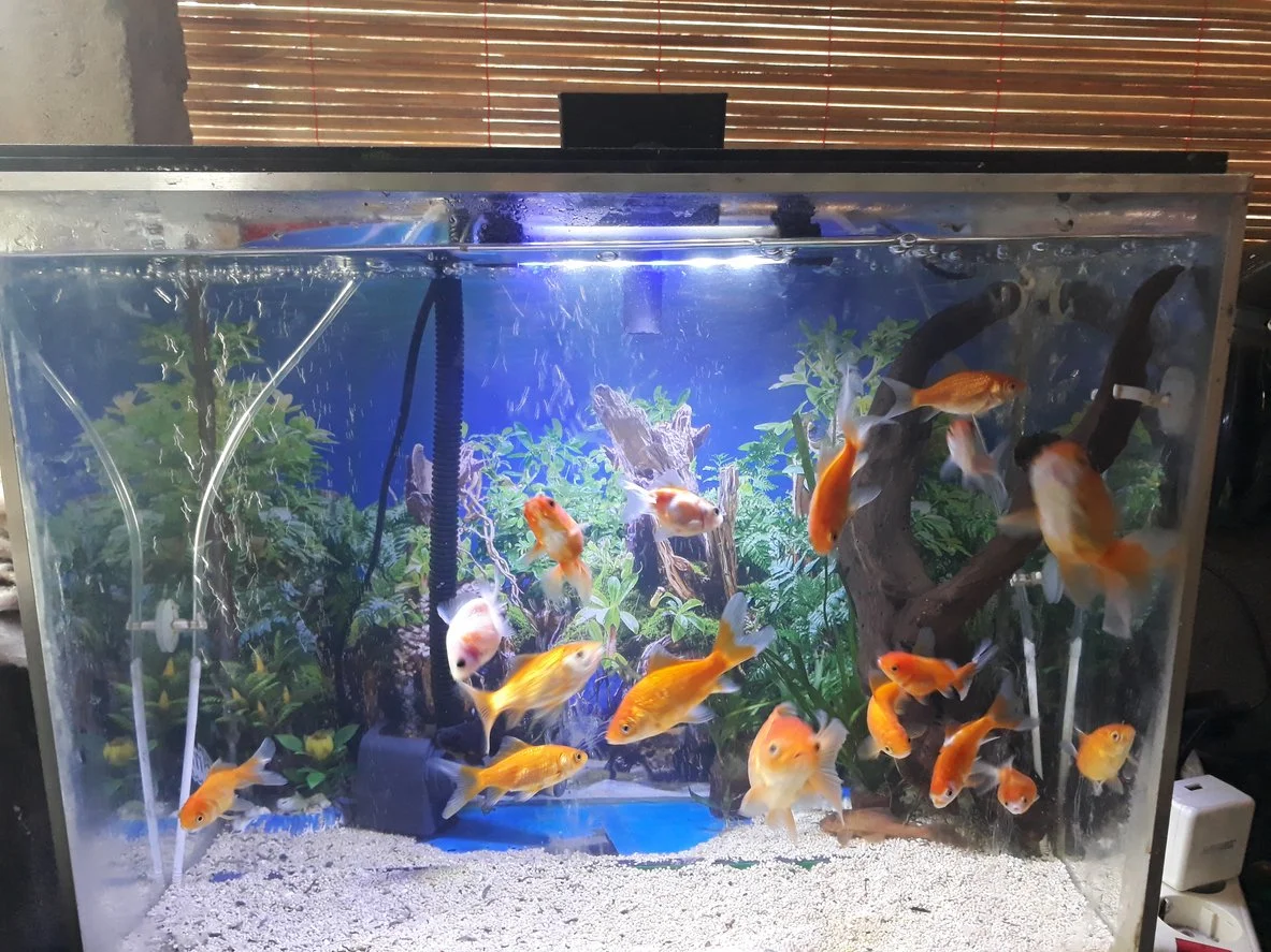 Pecera con grava de colores y decoración artificial