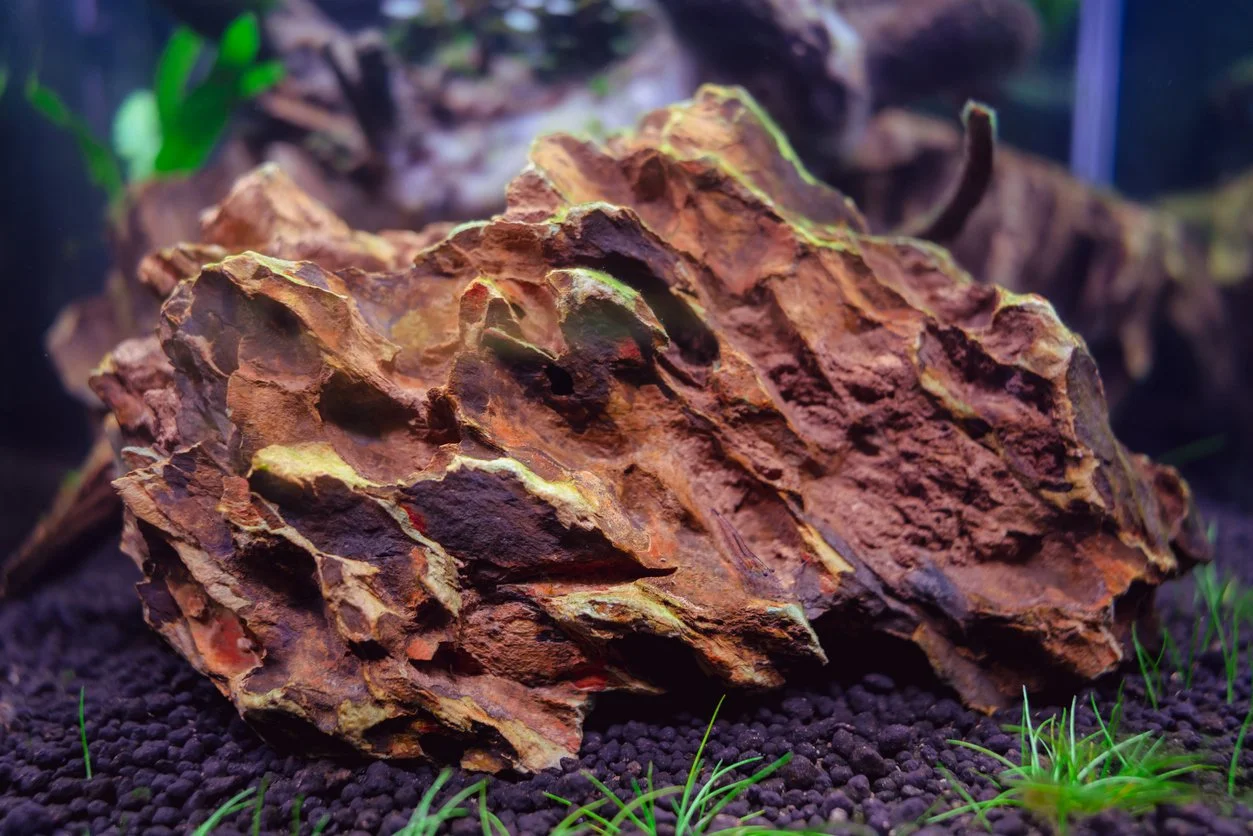 Piedra dragón en pecera