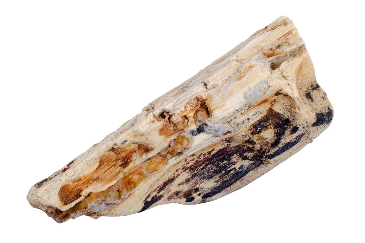 Madera petrificada para pecera