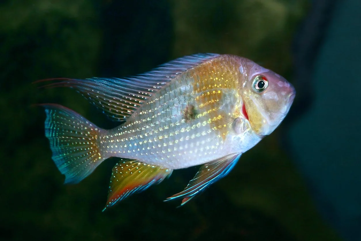 Threadfin acara