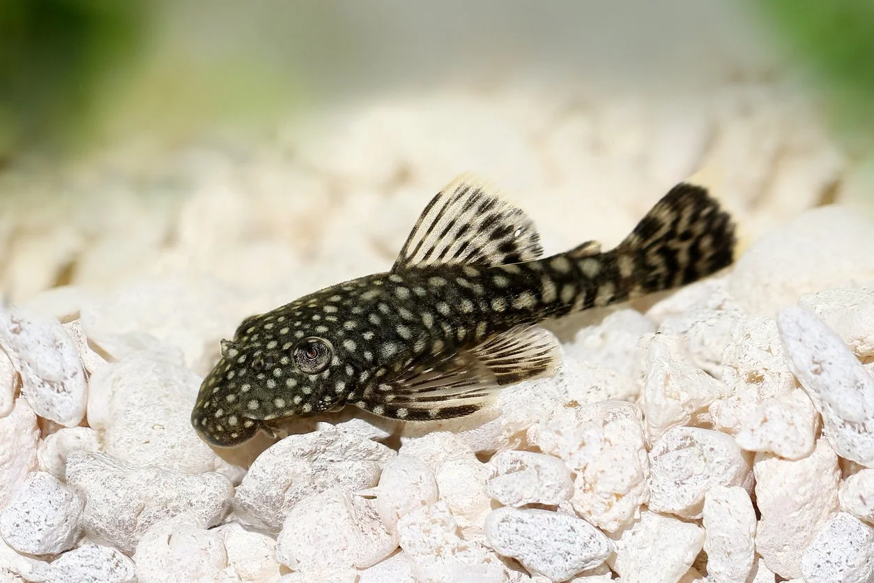 Bristlenose pleco