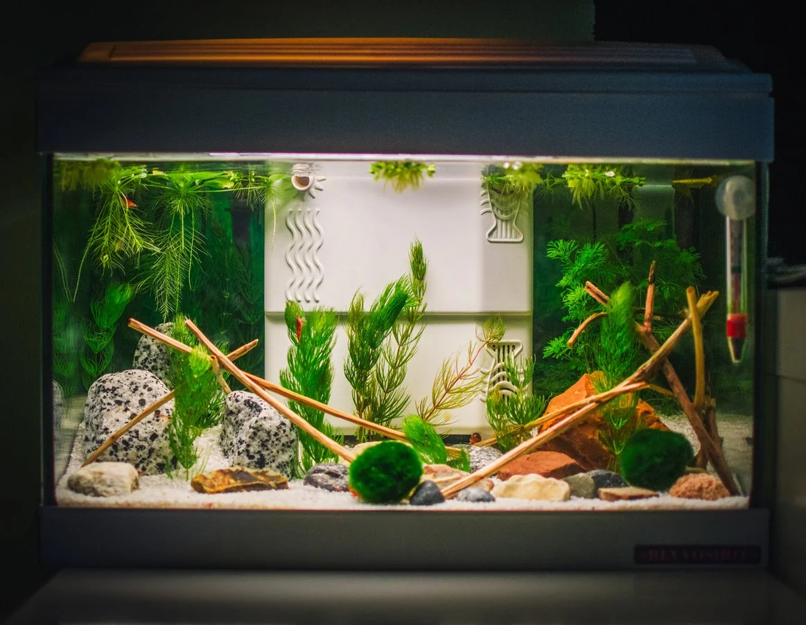 Tanque plantado y decorado