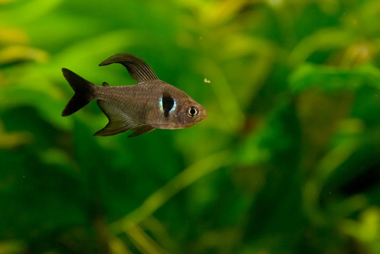 tetra fantasma negro