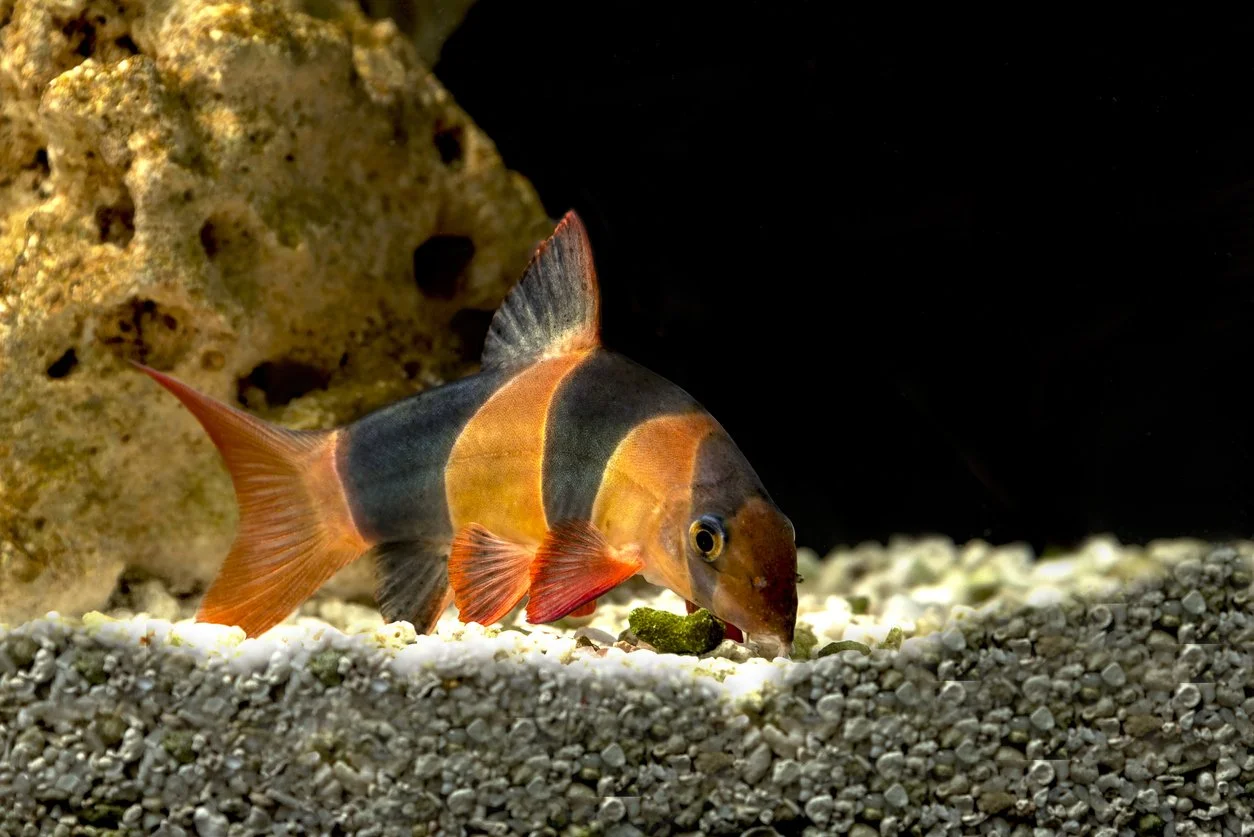 clown loach / locha payaso