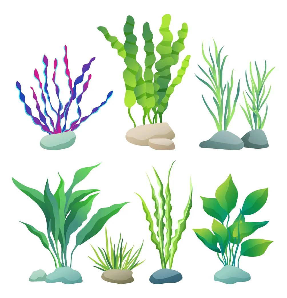 plantas acuaticas