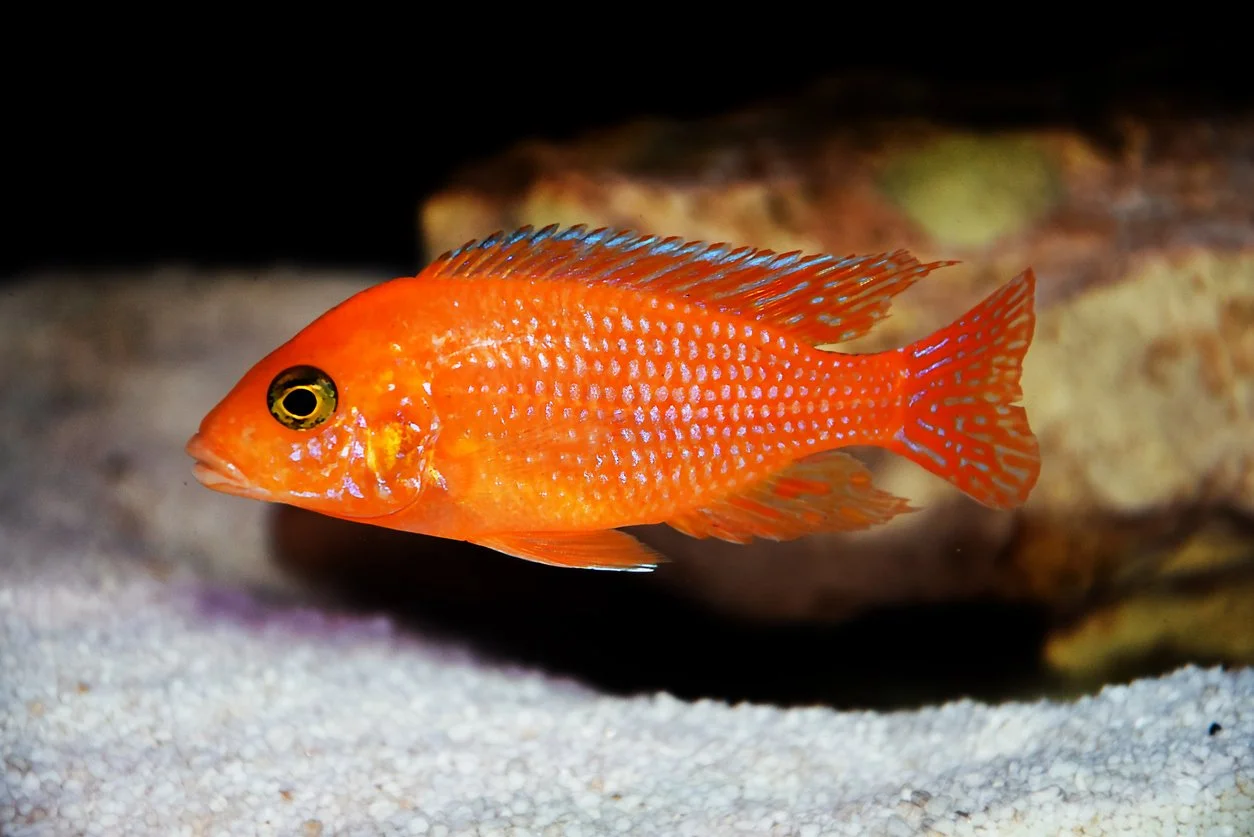 Cíclido amarillo eléctrico   (Labidochromis caeruleus)