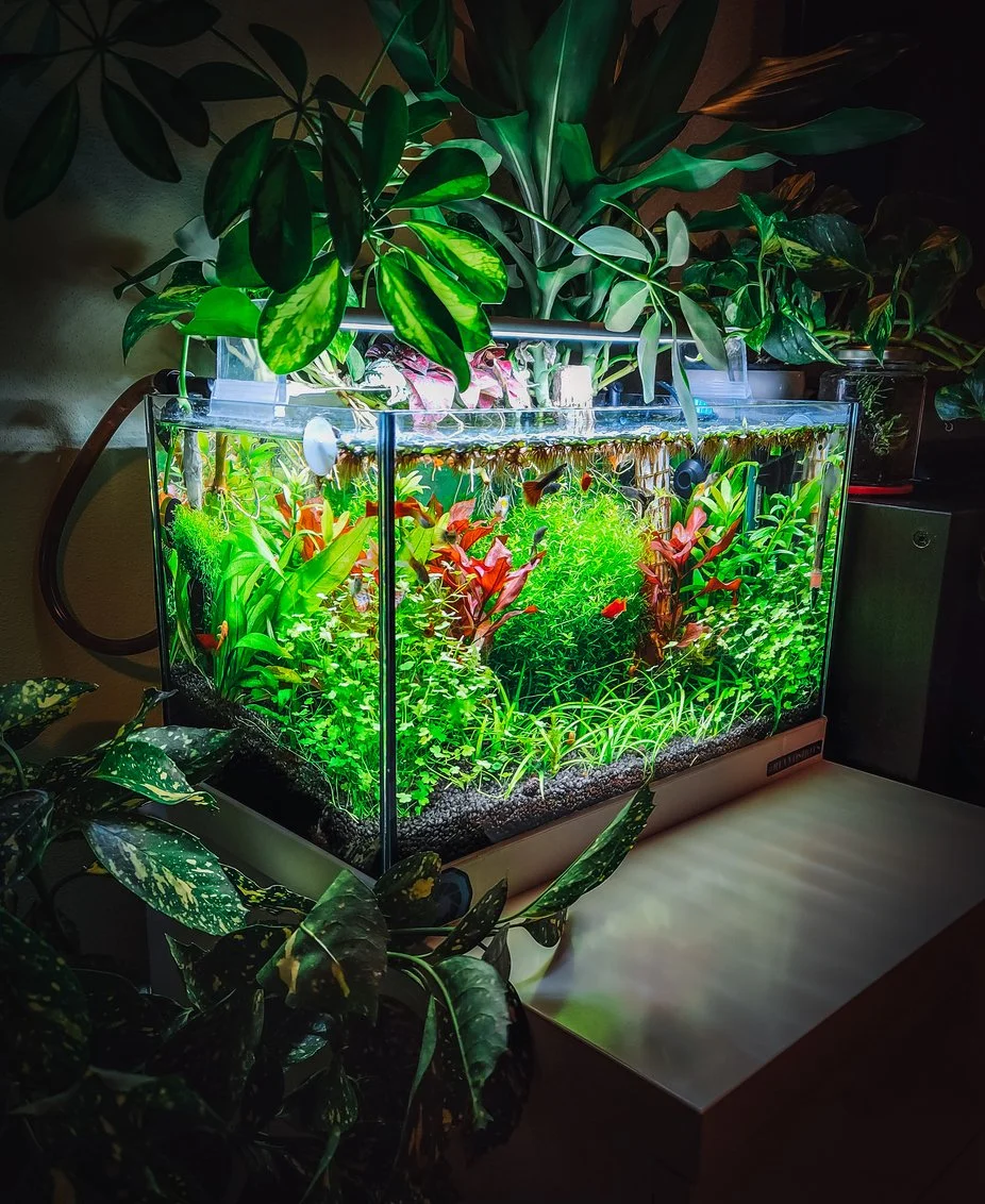 Pecera nano plantada