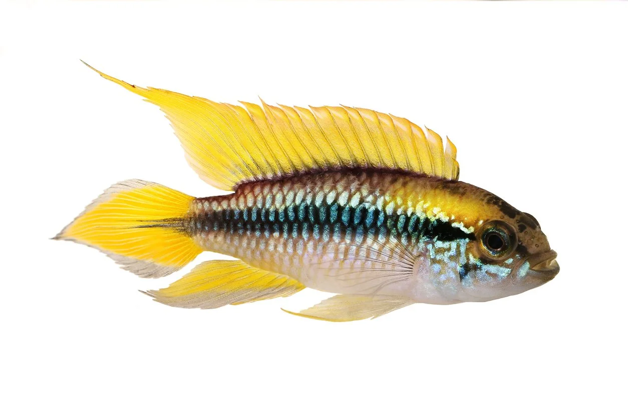 Apistogramma agassizii
