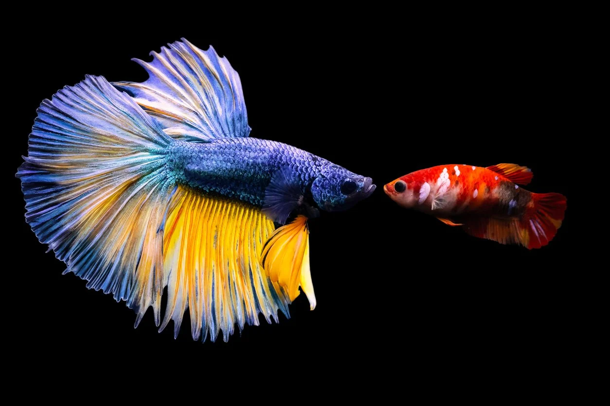 pez betta