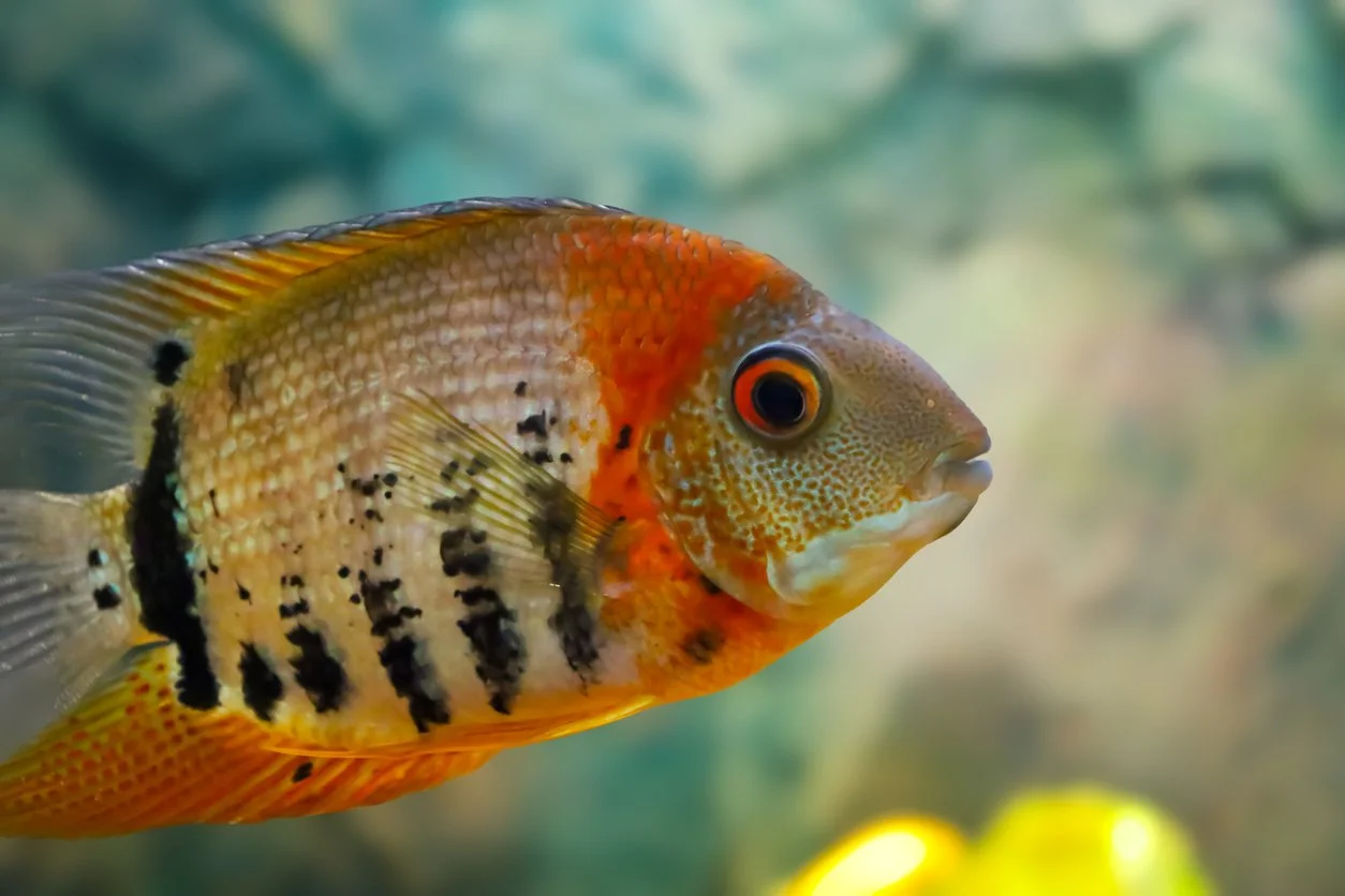 Severum cabeza roja - Heros efasciatus