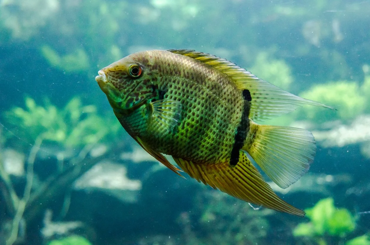 Severum verde