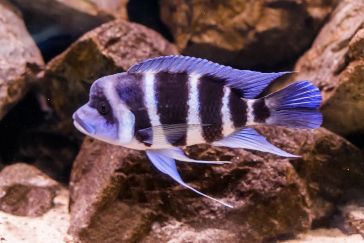 (Cyphotilapia frontosa)