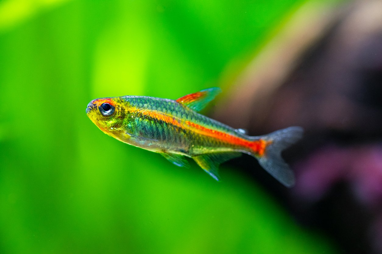 Tetra glowlight (Hemigrammus erythrozonus) en pecera plantada